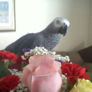 Meet your Posher, Sharon
